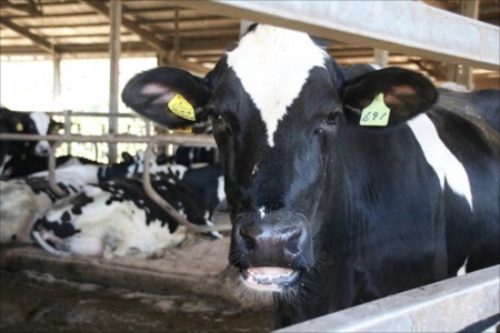 牧場で就職するなら住み込みで働ける環境を選ぼう